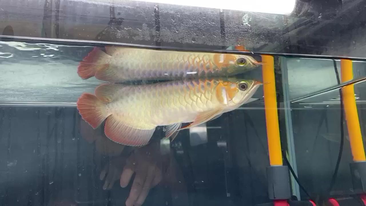 一條好東西 鴨嘴鯊魚 第3張