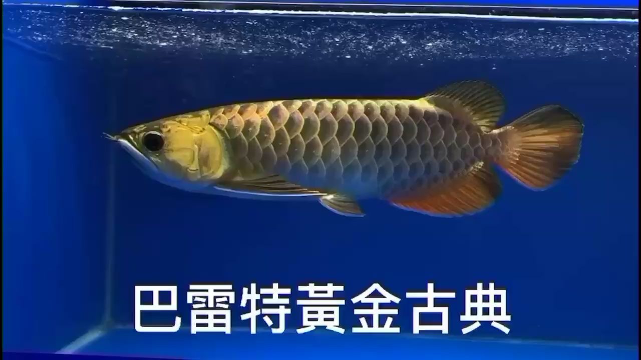 汕尾水族館龍魚