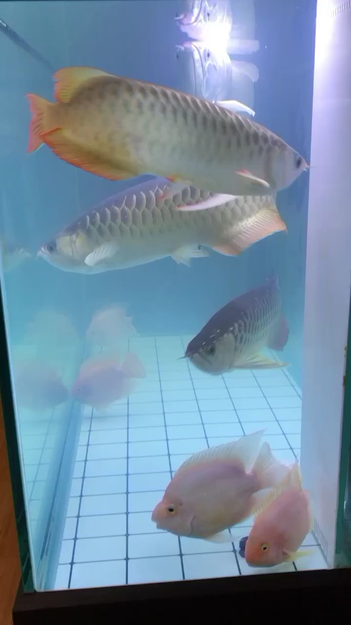 求助各位老鐵急急急 蝴蝶鯉魚(yú)苗 第2張