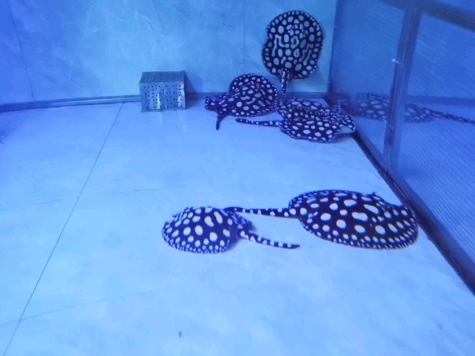 沈陽(yáng)水族館長(zhǎng)得就是那么好看