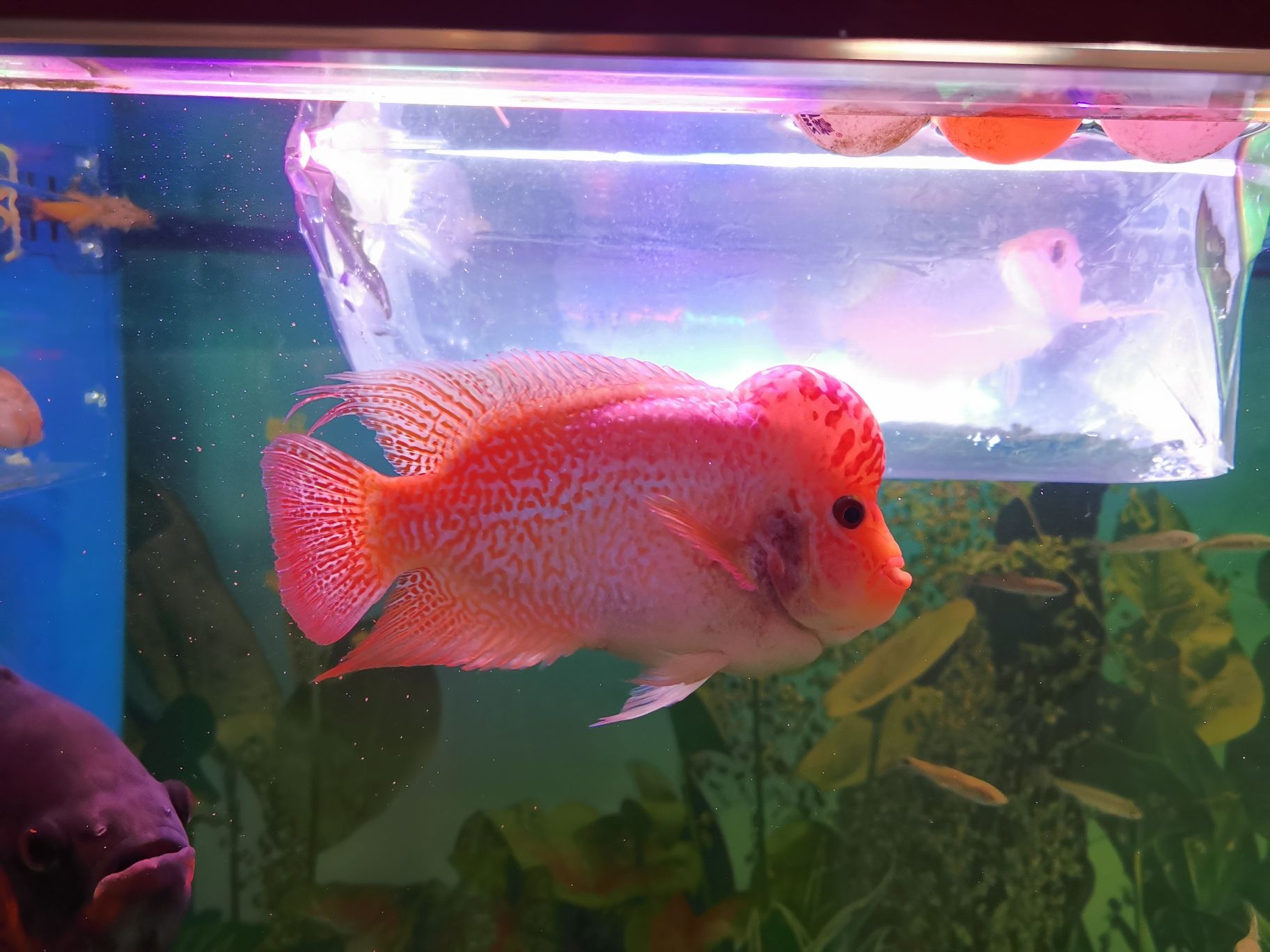 廣州觀賞魚市場新加入的成員 觀賞魚市場（混養(yǎng)魚） 第4張