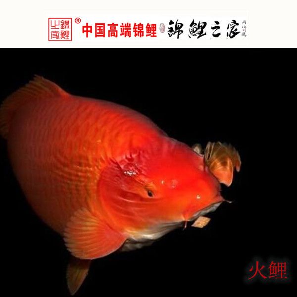 河池水族館聽人說這是條粗框紅龍