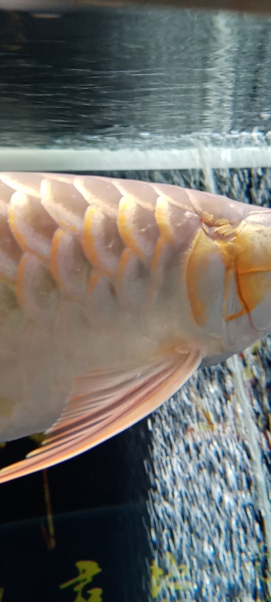 河池水族館聽人說這是條粗框紅龍 高背金龍魚 第4張