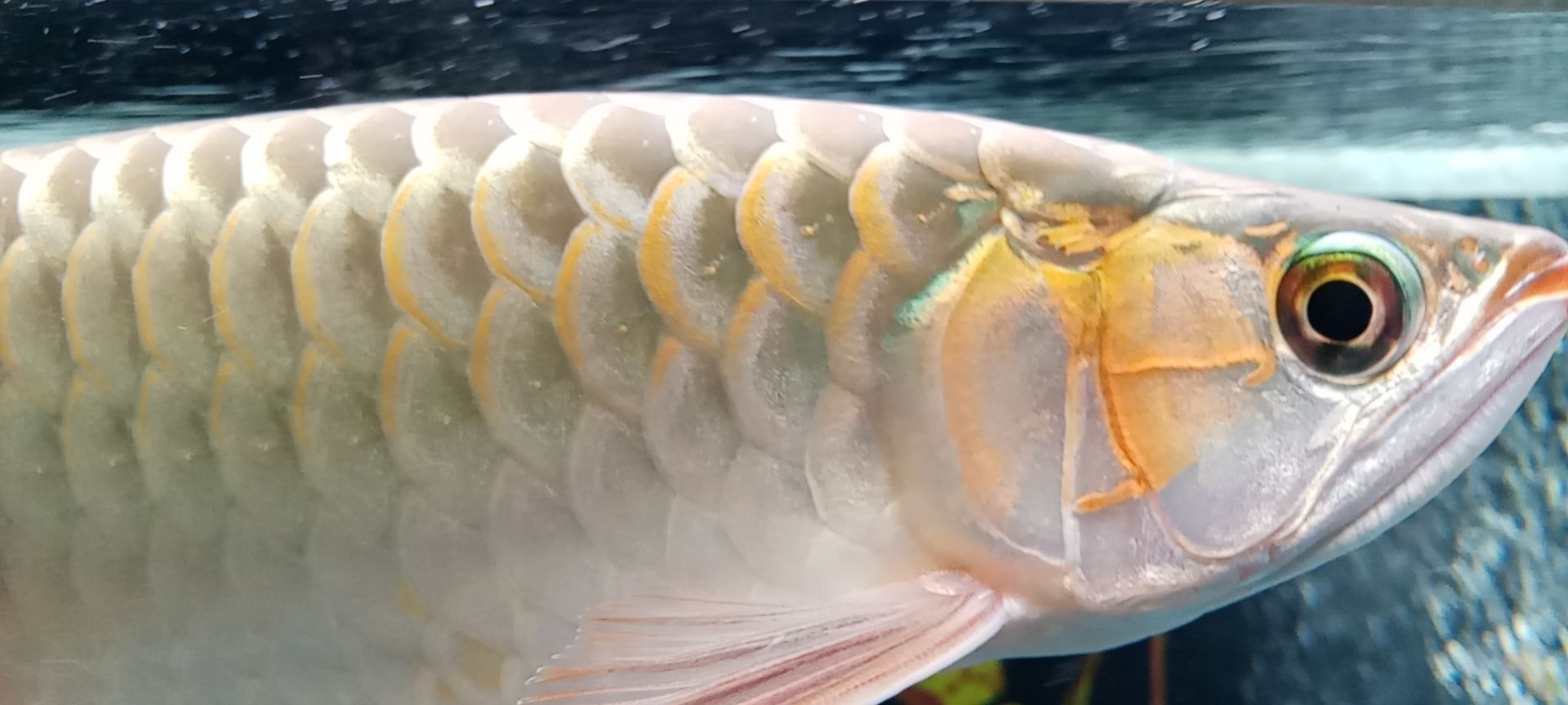 河池水族館聽人說這是條粗框紅龍 高背金龍魚 第7張