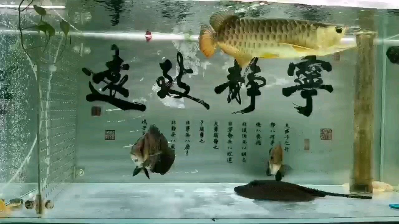 農(nóng)歷六月廿五 白條過背金龍魚 第2張