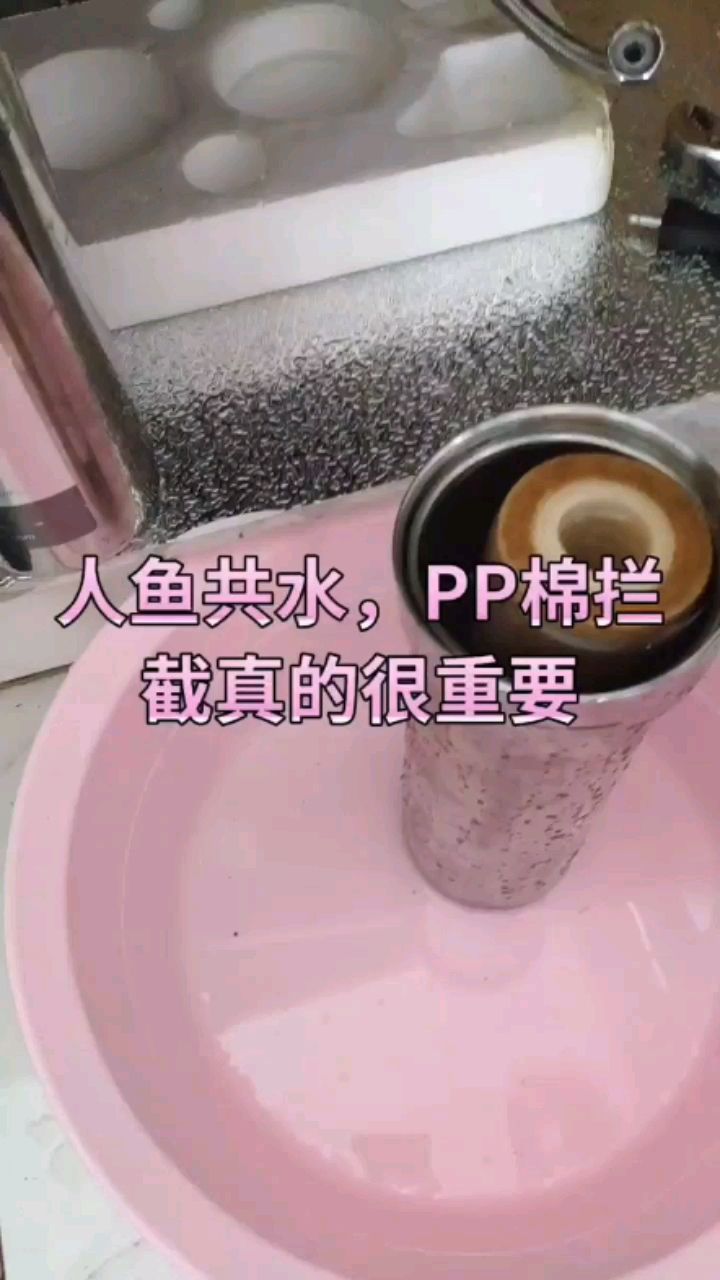 記錄日常 七彩神仙魚