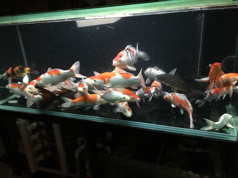 黑河觀賞魚市場360免洗棉換水排污 觀賞魚市場（混養(yǎng)魚） 第3張