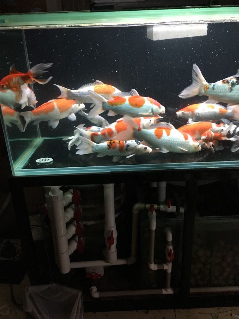 黑河觀賞魚市場360免洗棉換水排污 觀賞魚市場（混養(yǎng)魚） 第2張