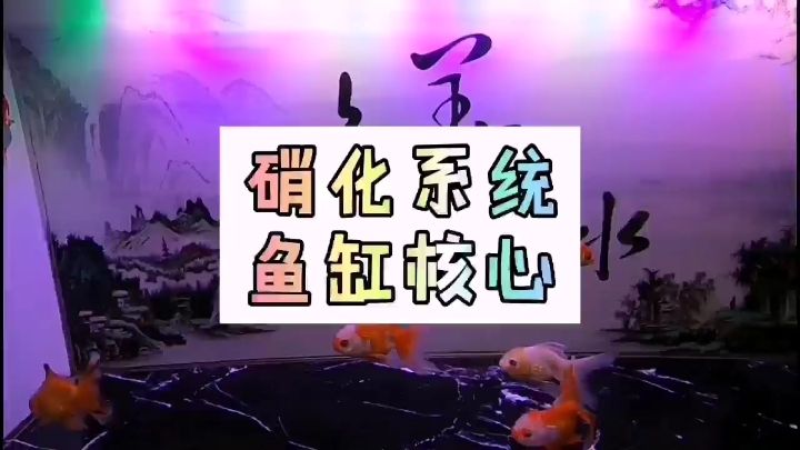 烏魯木齊觀賞魚市場(chǎng)硝化系統(tǒng)是魚缸的核心