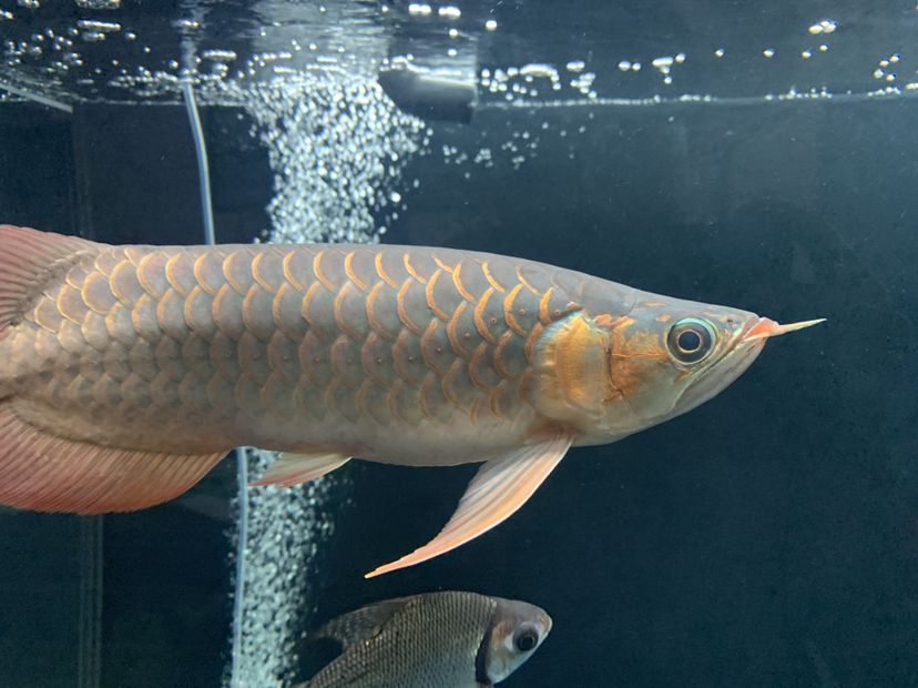 新鄉(xiāng)水族館胖了