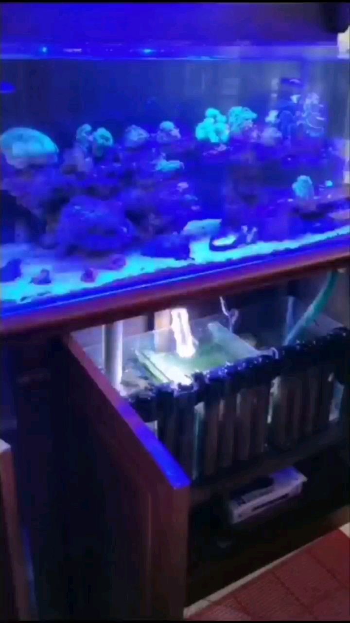 齊齊哈爾水族館王老板家養(yǎng)的魚 古典過背金龍魚 第2張