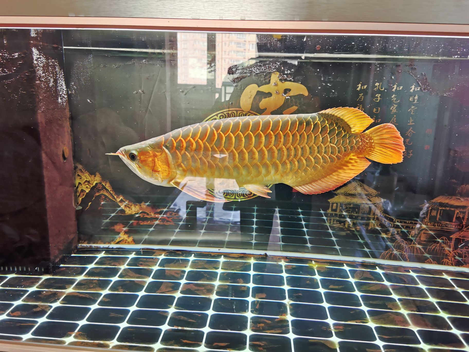 東莞水族館不得已而為之啊