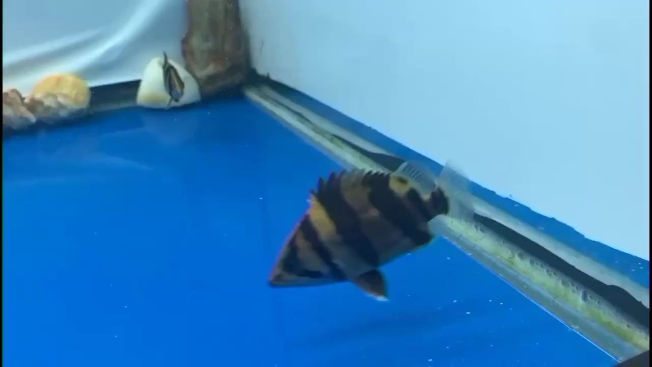 張家界水族館記錄成長