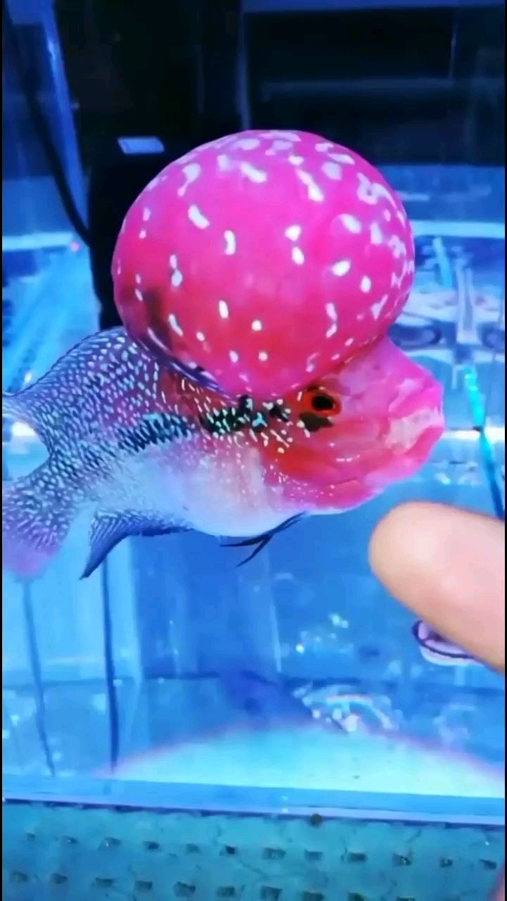 保定水族館超巨 非洲象鼻魚(yú) 第3張