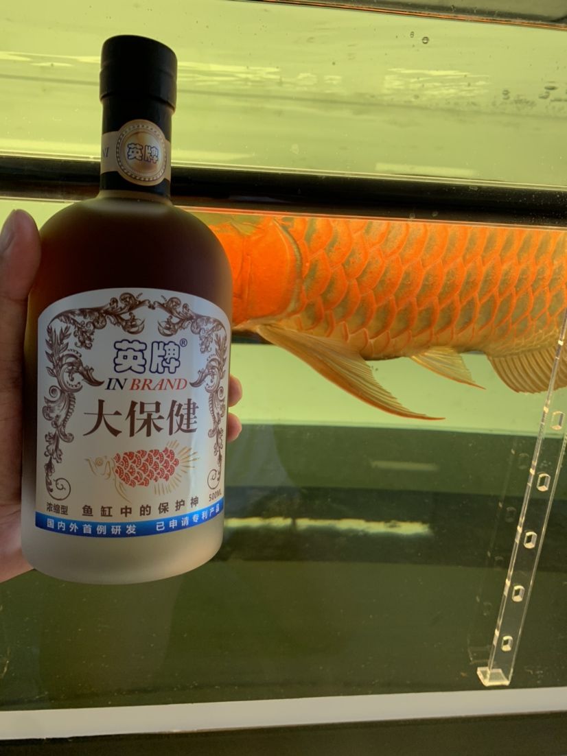 你是和愛魚干一杯還是給他做個大保健？ 錦鯉魚百科 第9張