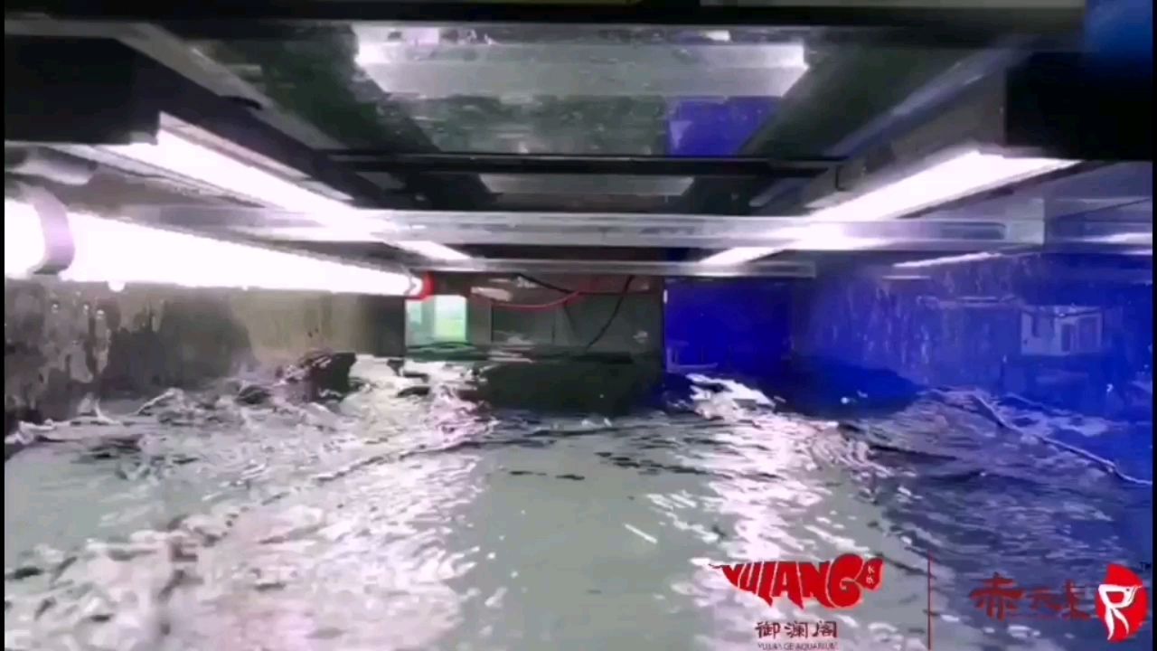 咸陽水族館赤元素紅龍魚騰空生吞大蜈蚣