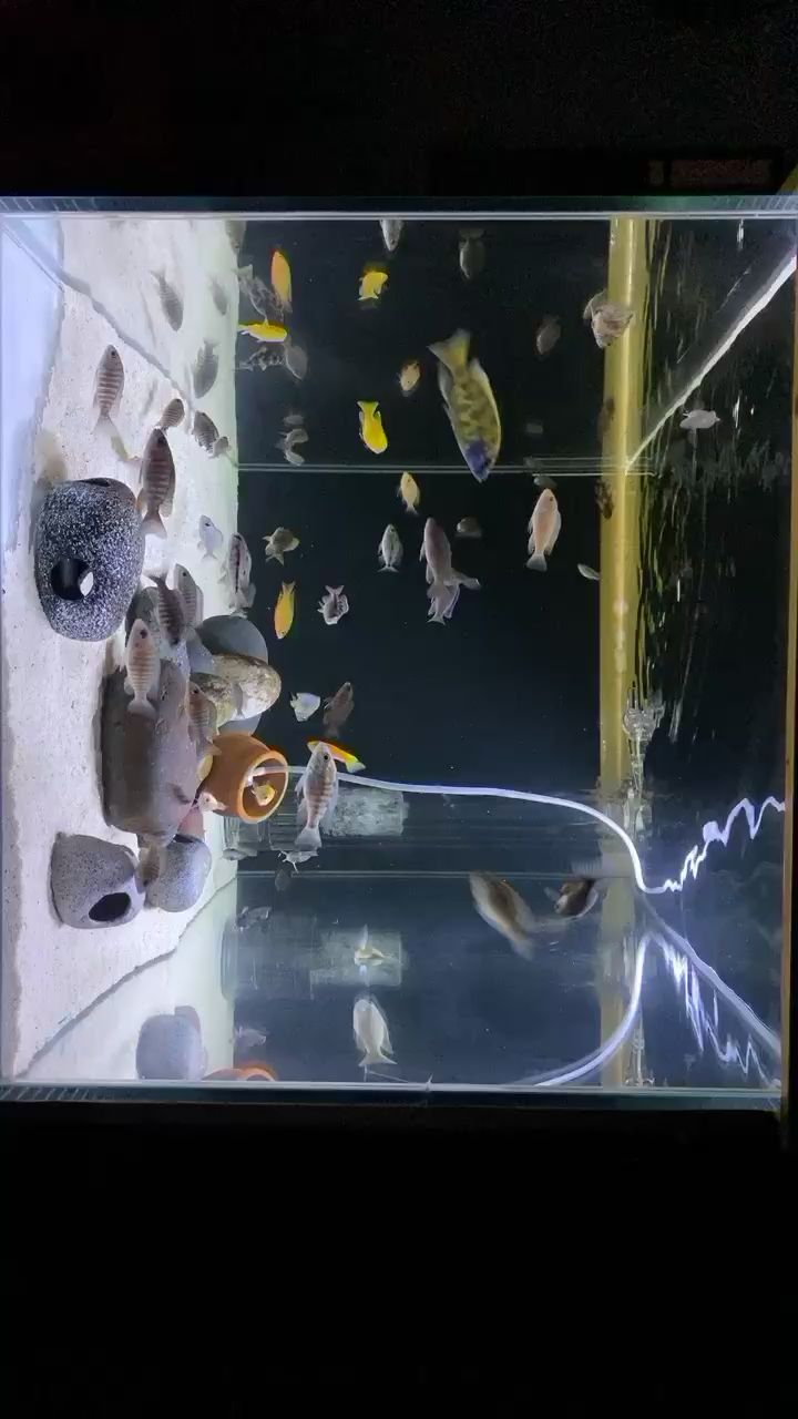 瀘州水族館陸陸續(xù)續(xù)加密度～～ 白化火箭魚 第2張