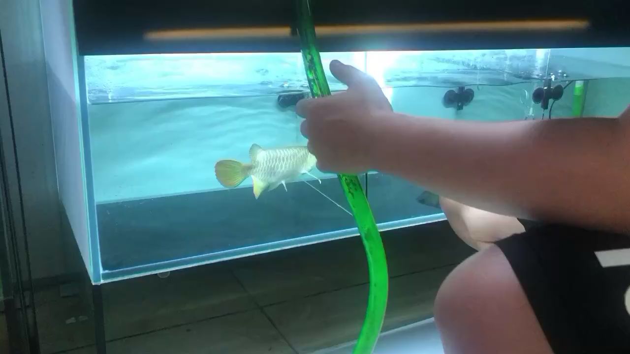 白銀水族館金龍魚(yú)