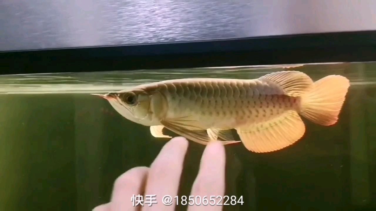 以后不發(fā)了 青龍魚 第1張