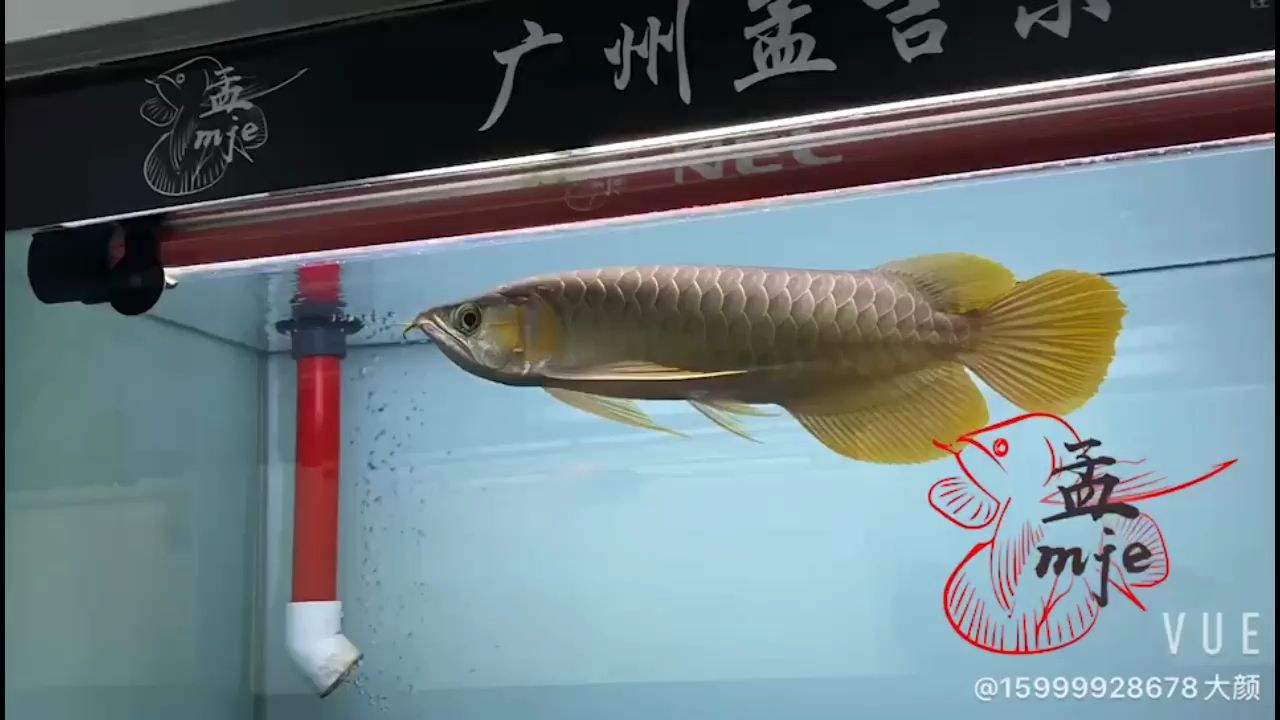 盤錦水族館孟吉爾～萬吉巨尾大胸 廣州孟吉爾 第2張