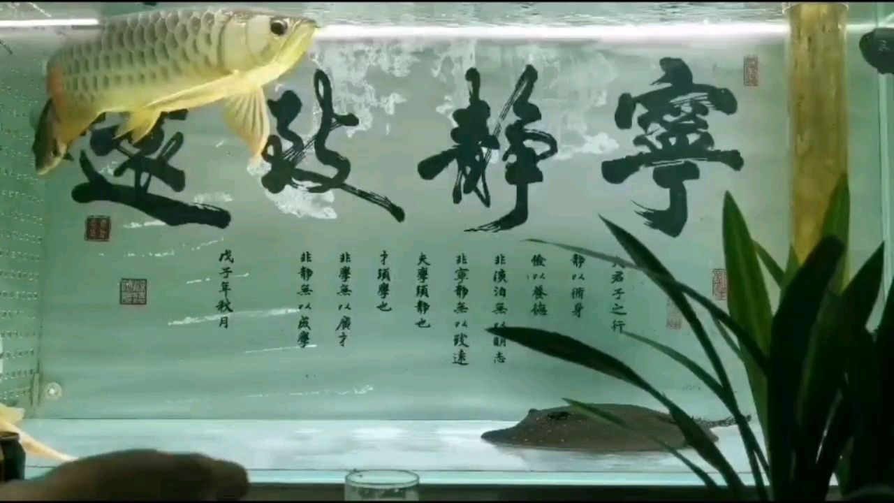 農(nóng)歷五月廿八 龍鳳鯉魚 第2張