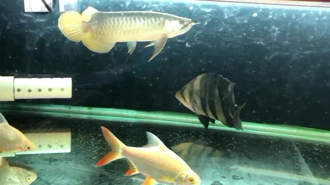 喂小甲魚(yú) 其它水族用具設(shè)備 第3張