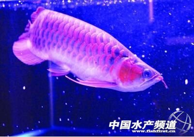 魚把嘴撞壞了怎么辦？