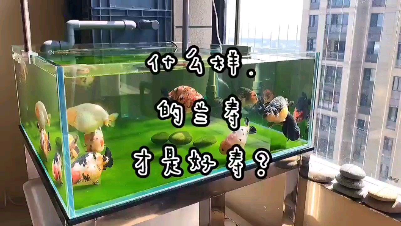 固原觀賞魚市場怎樣挑選一頭好蘭壽？