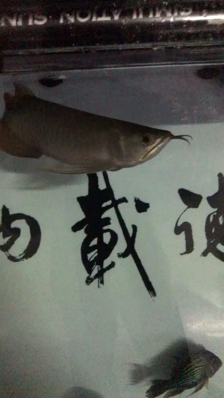 甘孜藏族自治州水族館這個魚好不好我不懂有人說是號半