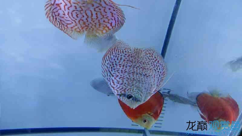 渭南水族館七彩魚出售 南美異形觀賞魚 第3張