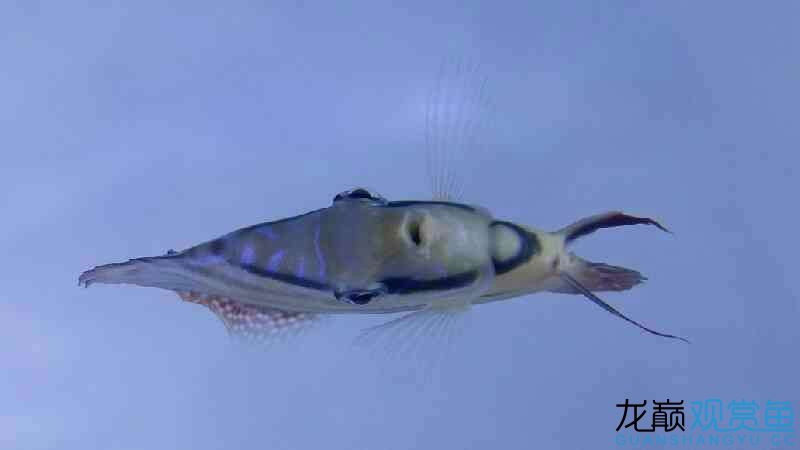 渭南水族館七彩魚(yú)出售 南美異形觀賞魚(yú) 第4張