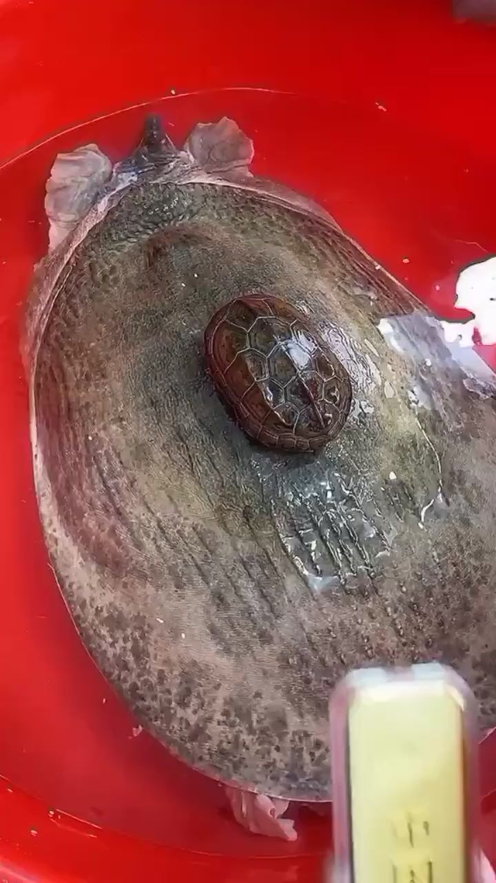 這甲魚牛逼了