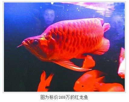 全球出 戰(zhàn)車紅龍魚 第1張