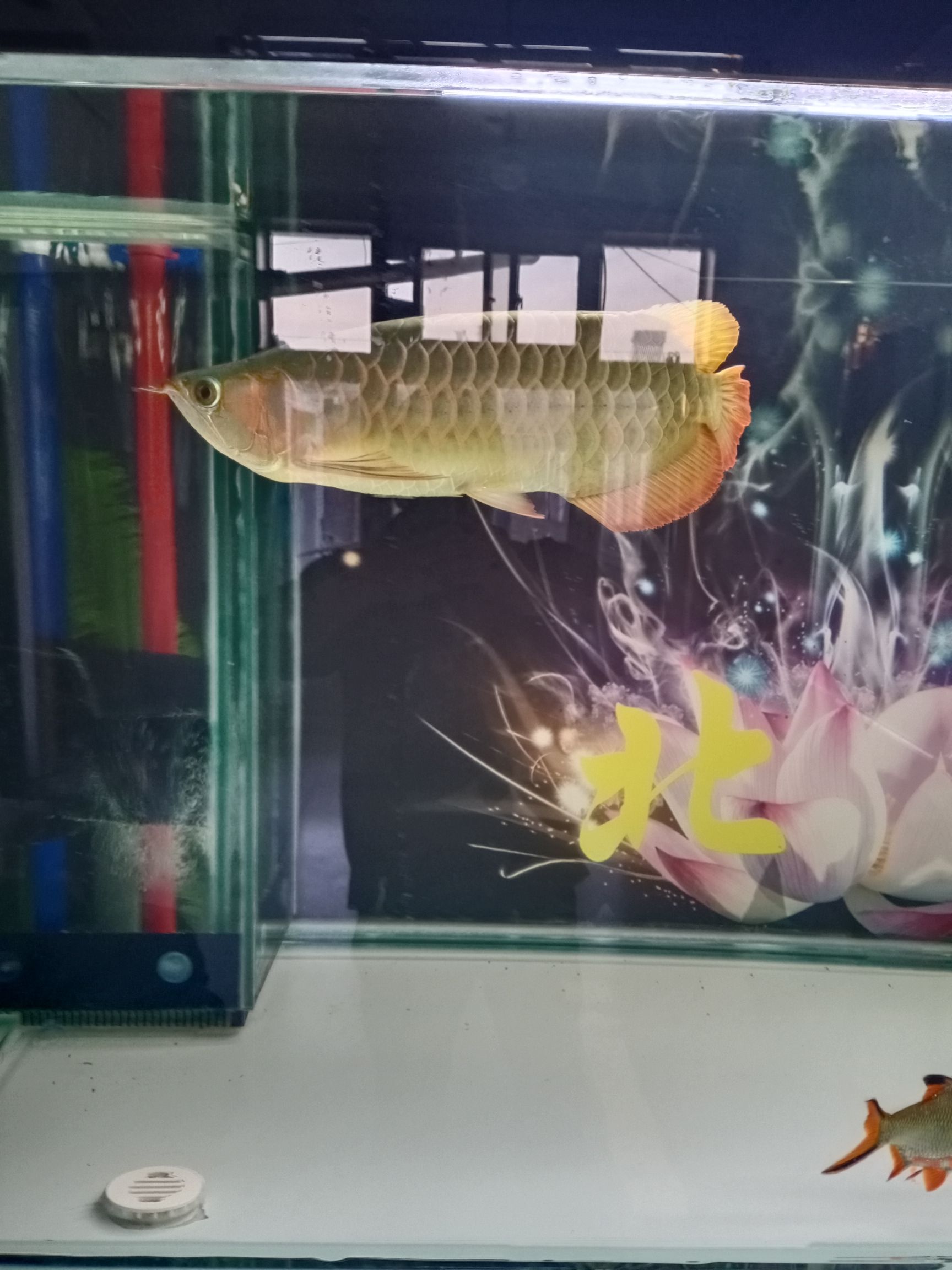 ?？谟^賞魚市場龍魚入缸