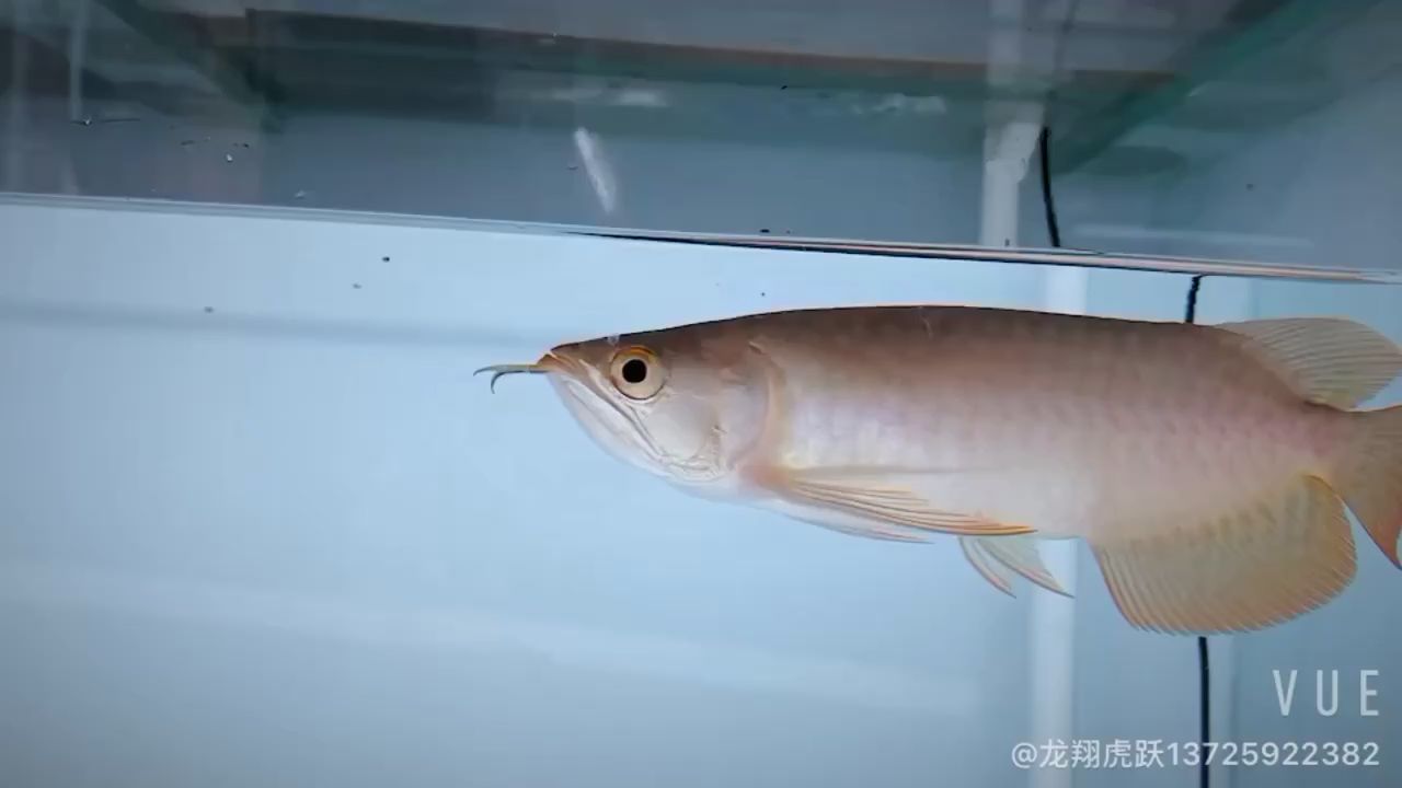 長治觀賞魚市場炮彈頭七鰭夠用 觀賞魚市場（混養(yǎng)魚） 第3張