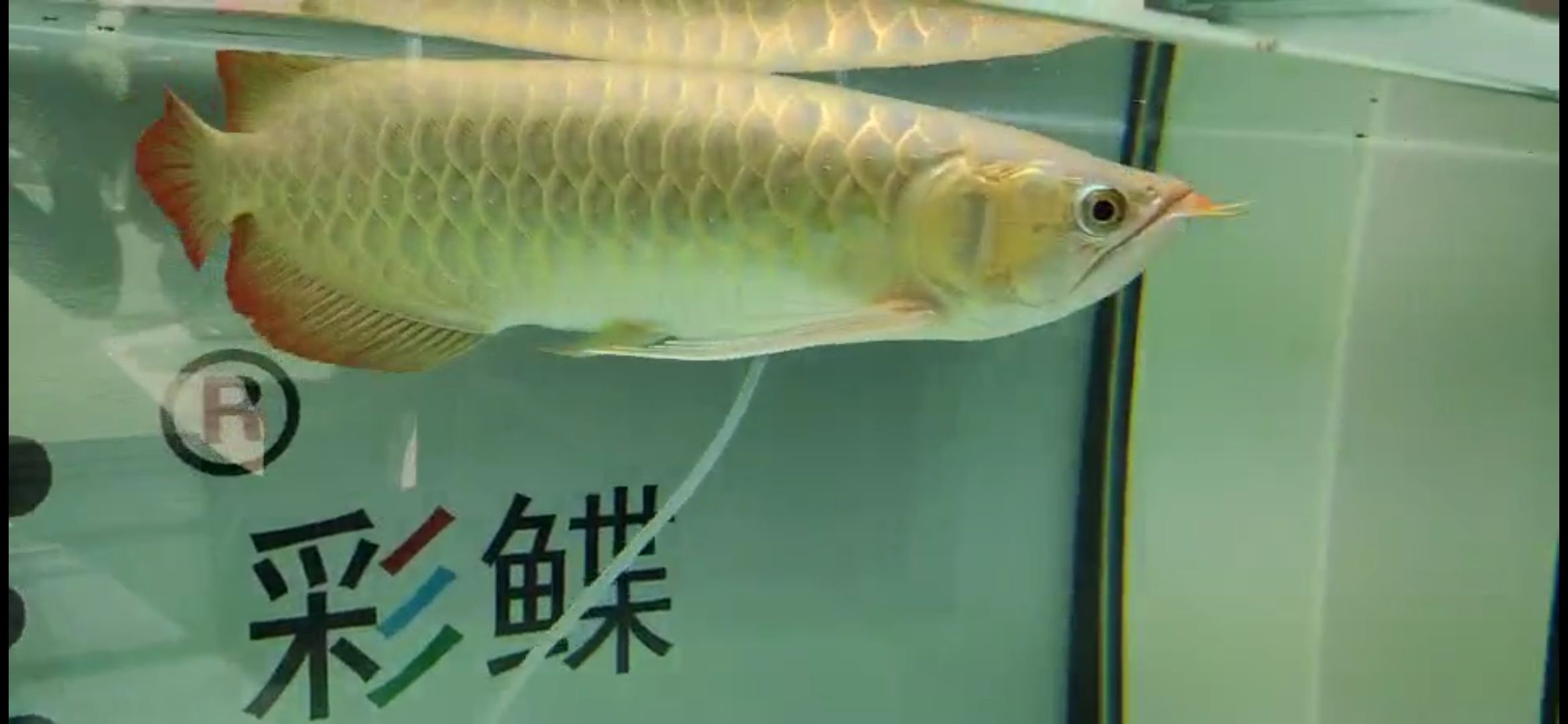 幫看魚 黑金魟魚 第3張