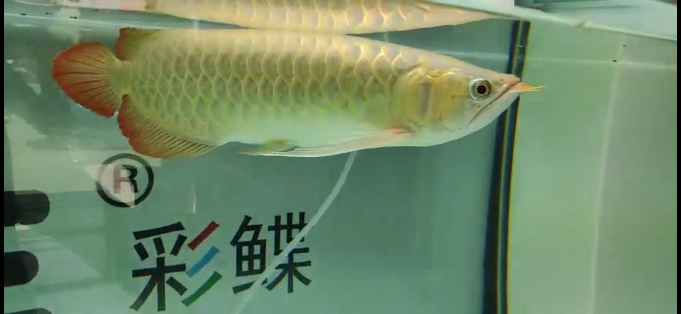 幫看魚 黑金魟魚 第5張