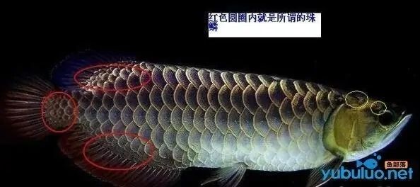 毫州觀賞魚市場怎么挑選金龍 觀賞魚市場（混養(yǎng)魚） 第2張