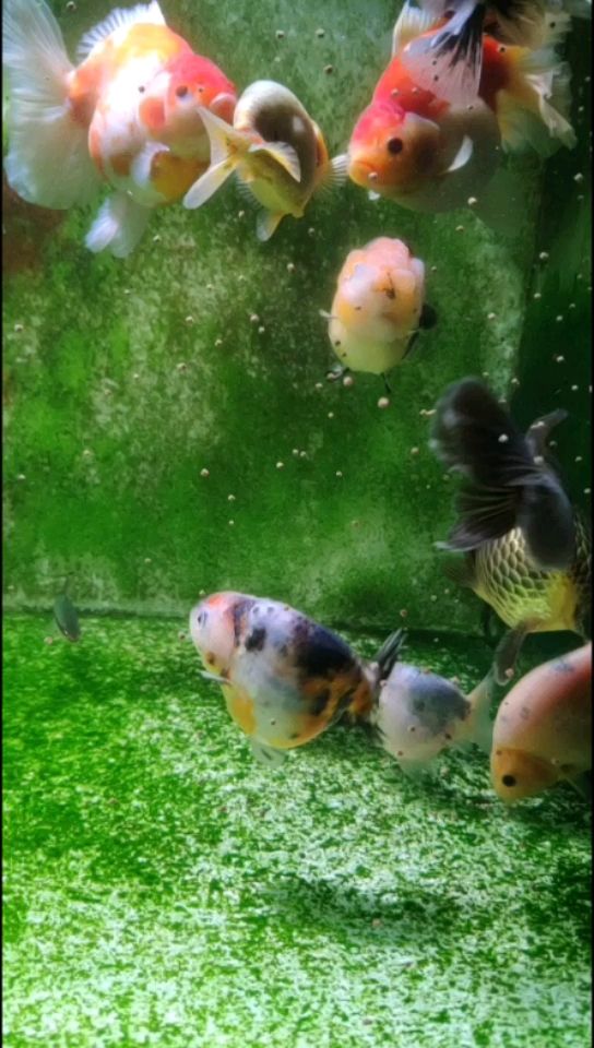 撫州水族館又到了喂豬的時(shí)候 三間鼠魚(yú) 第2張