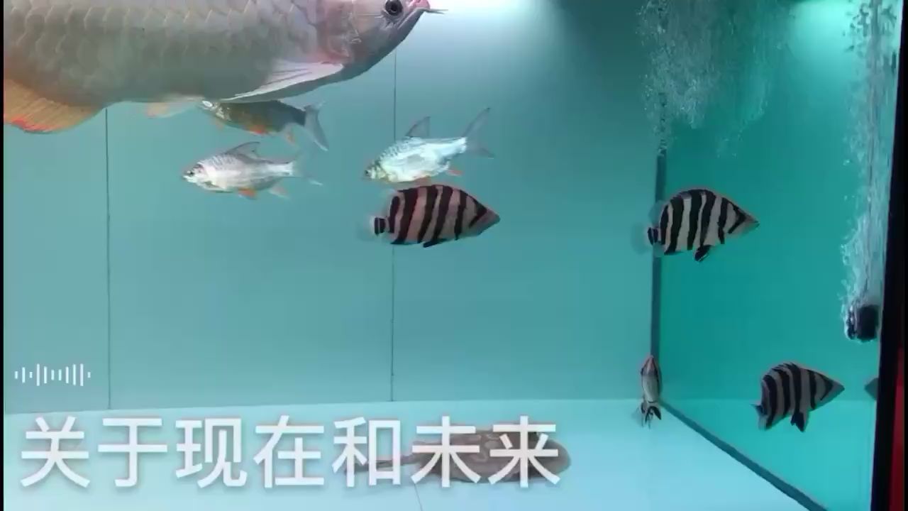 酒泉水族館迷人的蘇虎成了新寵