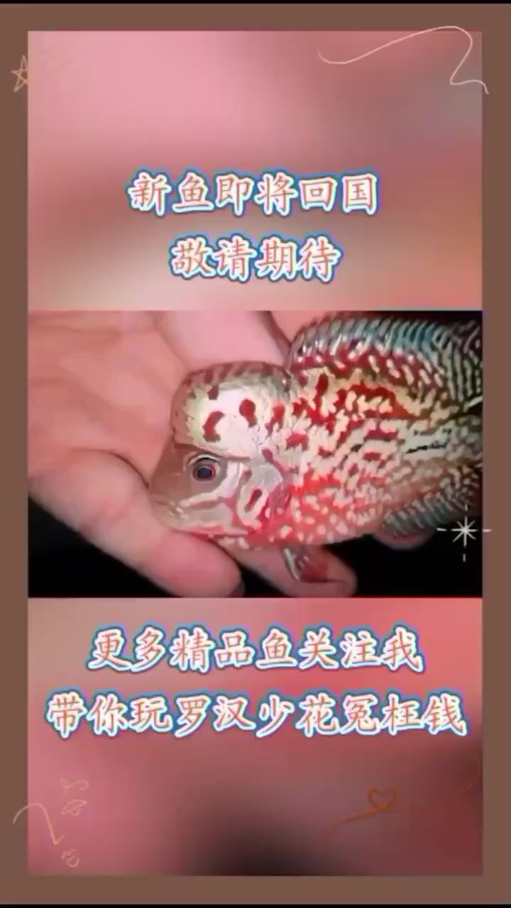 石嘴山觀賞魚(yú)市場(chǎng)老鐵們看看這批新魚(yú)咋樣