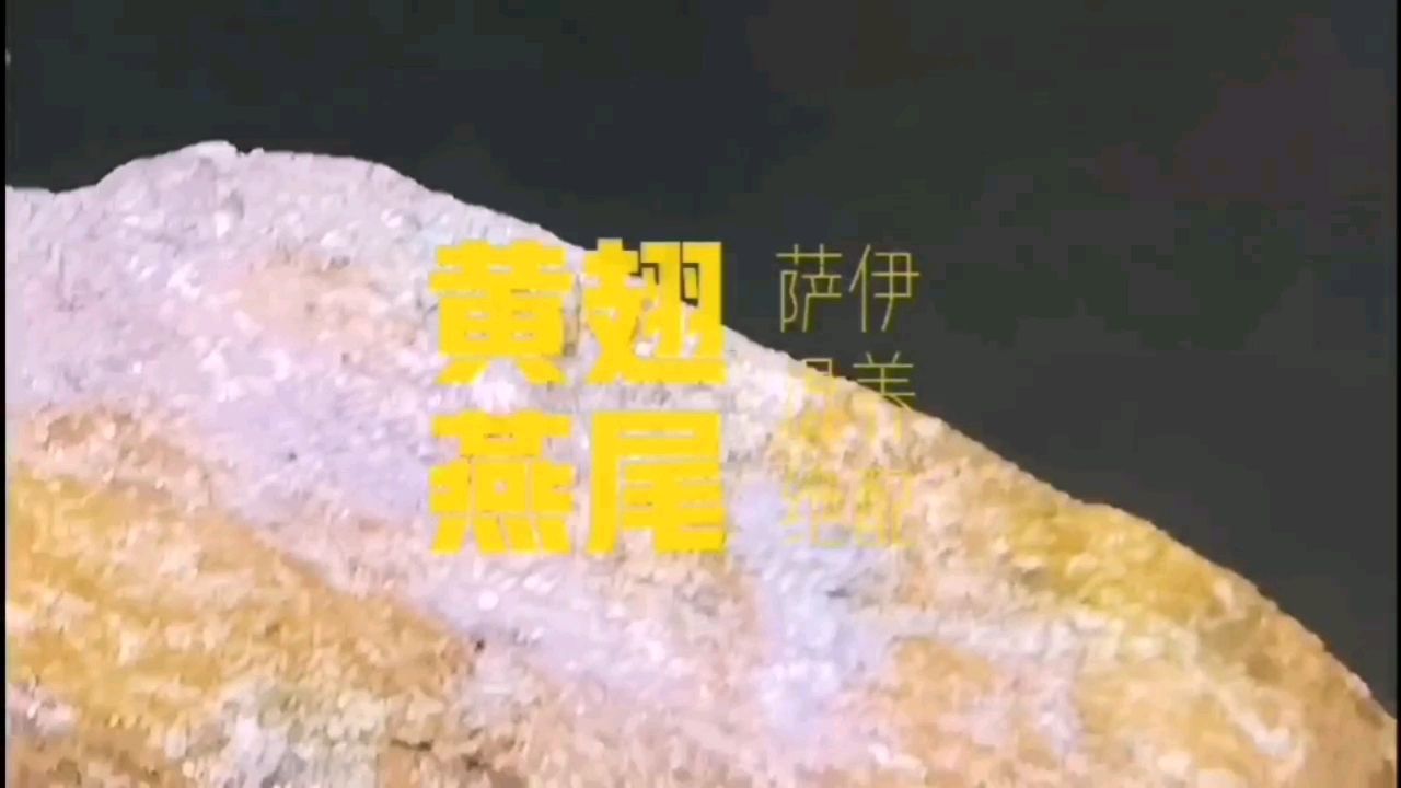 黃翅燕尾 黃金招財貓魚 第3張