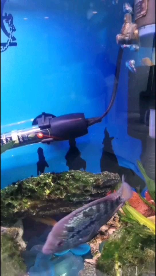 興安盟水族館詢問(wèn)大佬這條魚開始起頭了嗎？