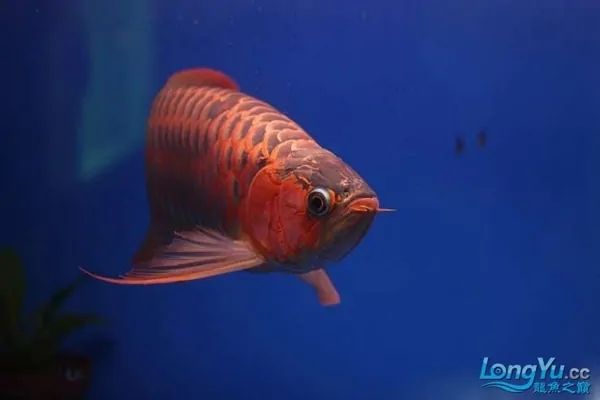 重慶水族館說(shuō)說(shuō)紅龍的紅 PH調(diào)節(jié)劑 第2張