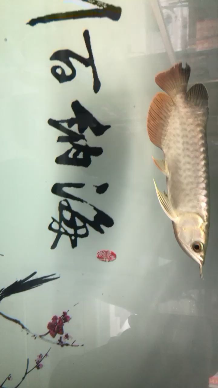 20cm金龍1380值得嗎？ 祥龍傳奇品牌魚缸 第2張