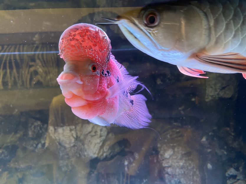 婁底水族館混養(yǎng)小金龍發(fā)飆了？ 蝴蝶鯉魚(yú)苗 第2張