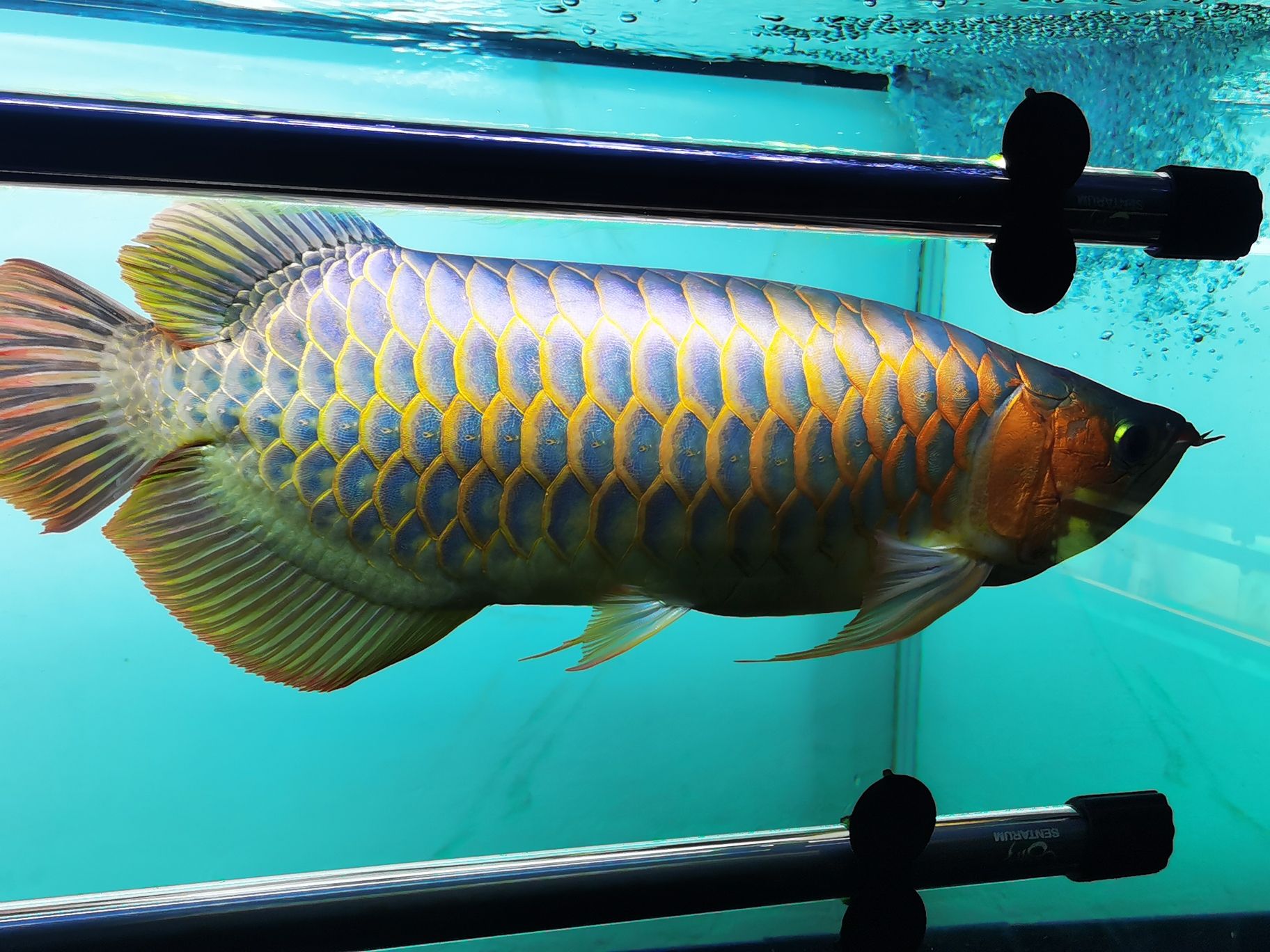 濟(jì)南水族館全品六十加單白側(cè)燈透缸 財(cái)神鸚鵡魚 第2張