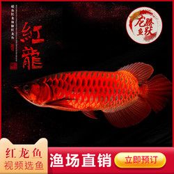 龍魚沉頭治療方案