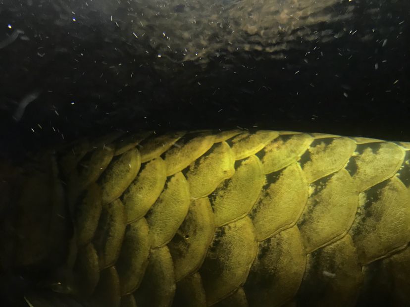 滁州水族館純金打造