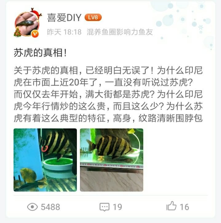 呂梁觀賞魚市場我就是來單純支持我喜愛兄的 觀賞魚市場（混養(yǎng)魚） 第3張